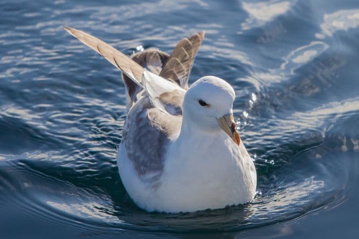 Northern Fulmar