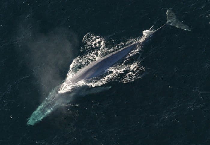 Blue Whale