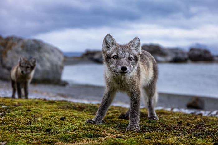 Svalbard - Sea Spirit