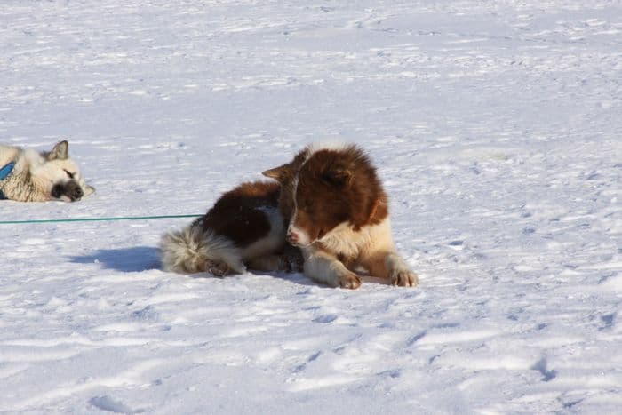 Annual Dog Sled Race