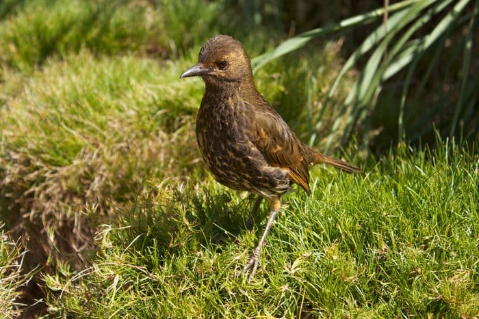 Tristan Thrush Starchy Bird