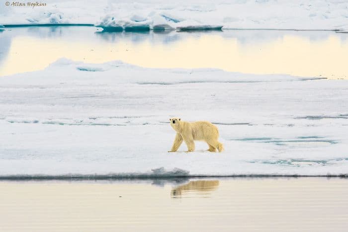 Polar Bear (Ursus maritimus)