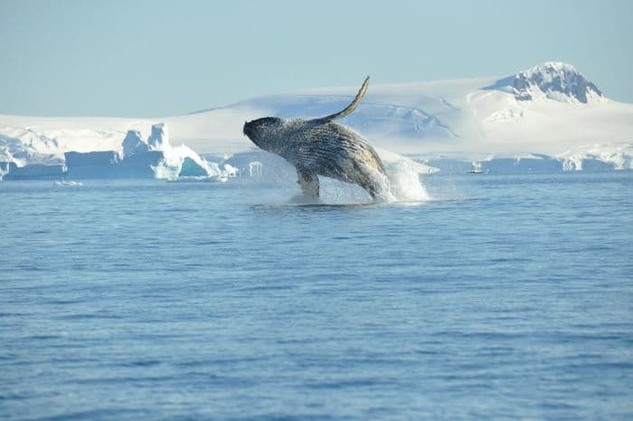 Oceanwide Expeditions Antarctica Basecamp