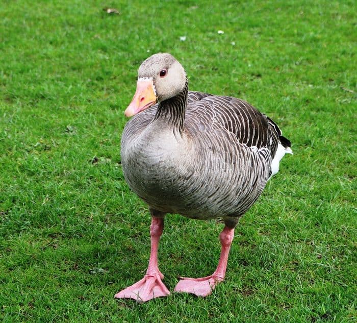 Pink-footed Goose