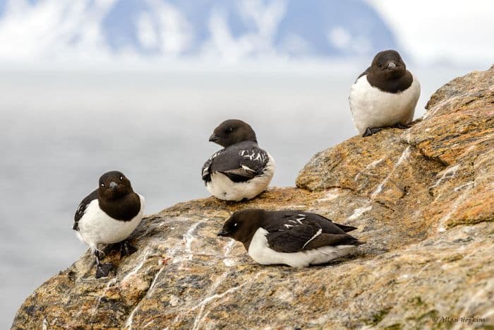 Little Auk / Dovekie (Alle a. alle)