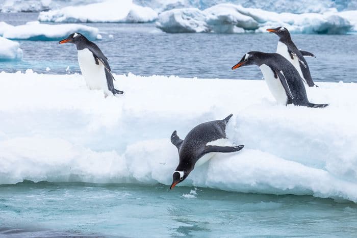 South Georgia, Falklands and Antarctica with the Sea Spirit