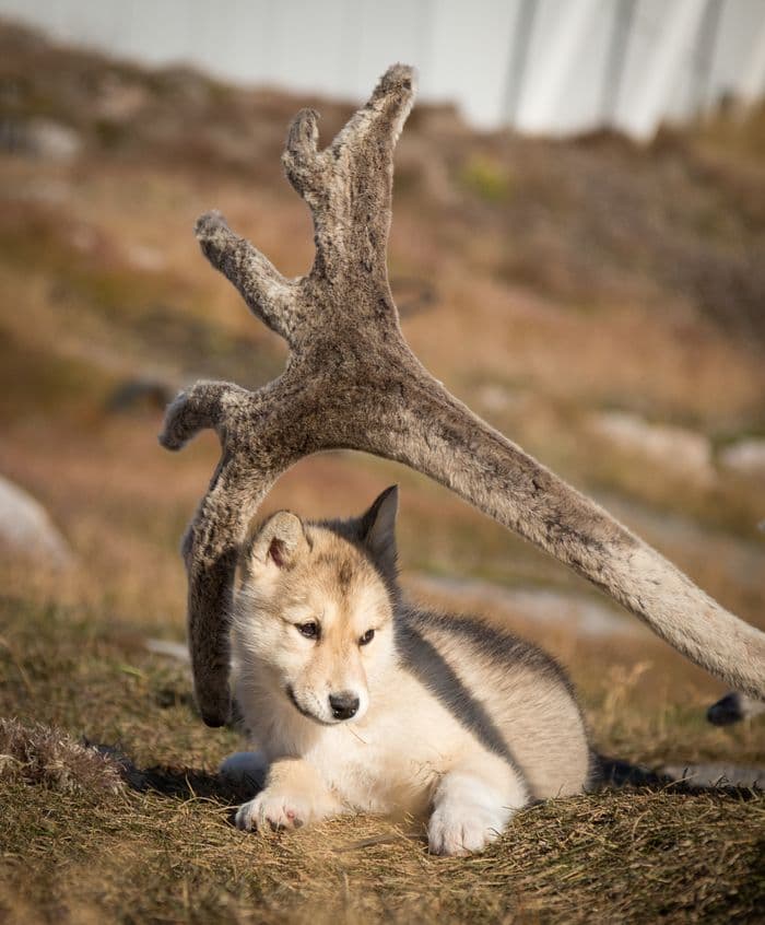 Quark Expeditions_ Best of the Western Arctic