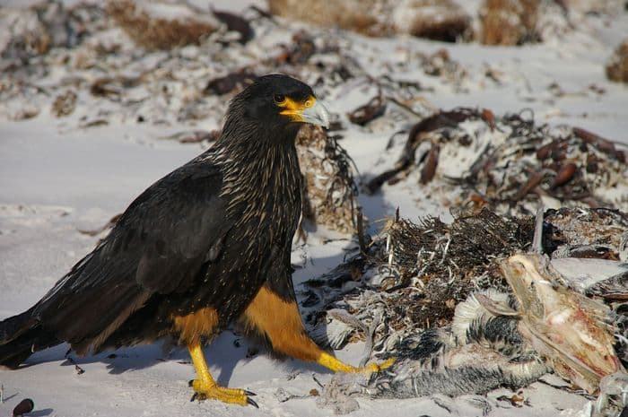 Striated Caracara