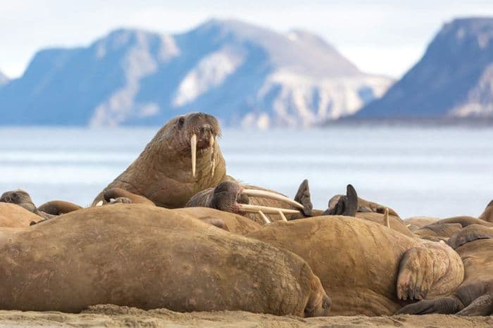 Walrus Quark