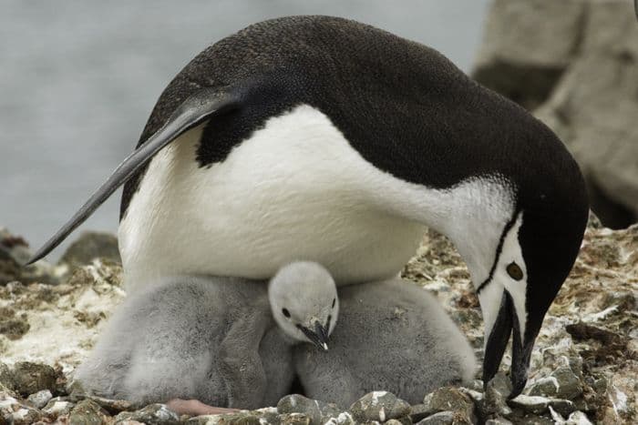 Chinstrap Penguin