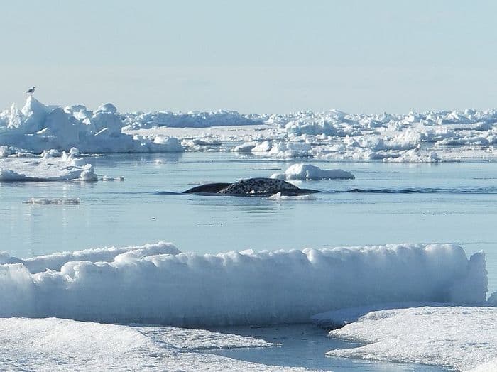 Narwhal swimming in gap between the edge of land fast ice and pack ice along north Baffin Island.