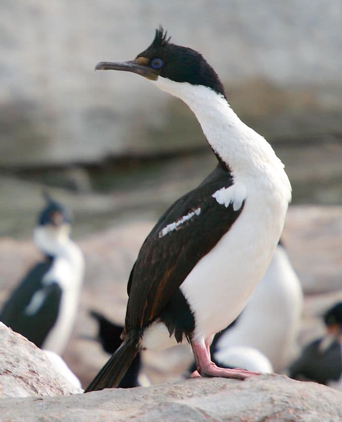 Imperial Shag