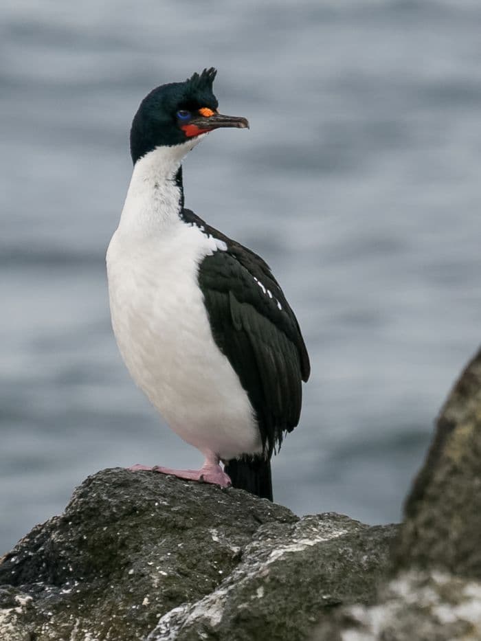 Antarctic Shag