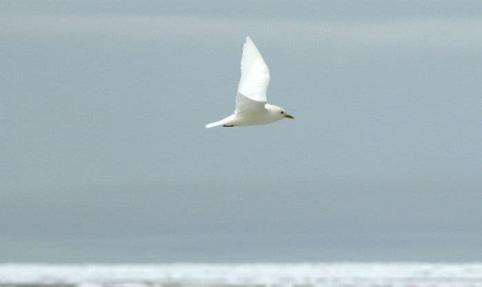 Ivory Gull