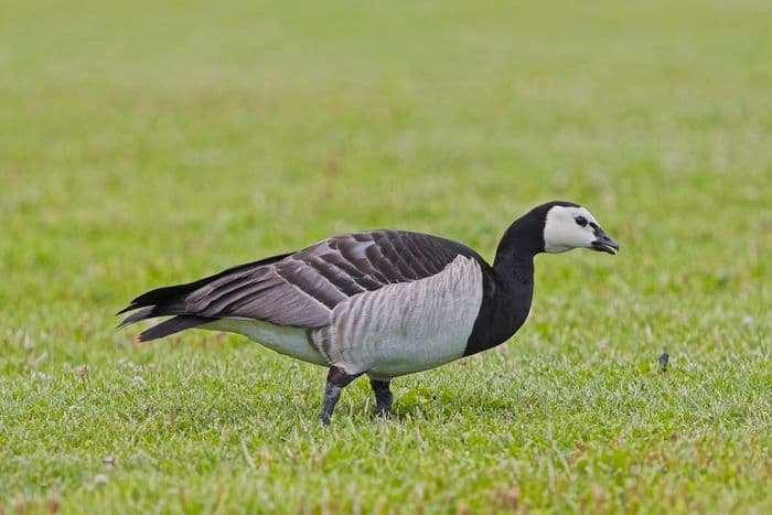 Barnacle goose