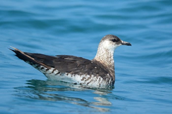 Parasitic Jaeger