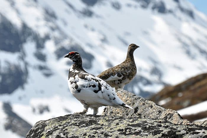 Ptarmigan