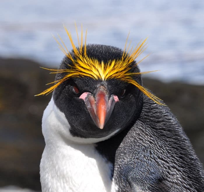 Macaroni Penguin