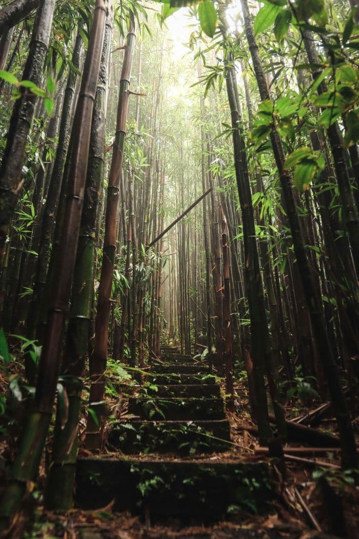 Ascension Island National Park