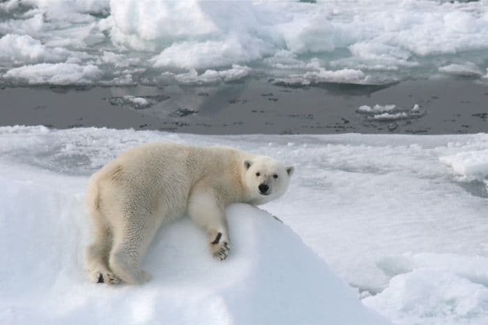 IJsberen op Spitsbergen