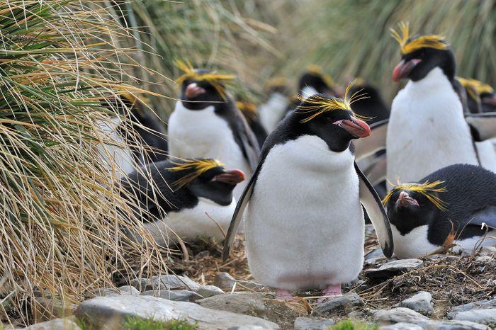 Oceanwide Expeditions Falklands, South Georgia, Antarctica