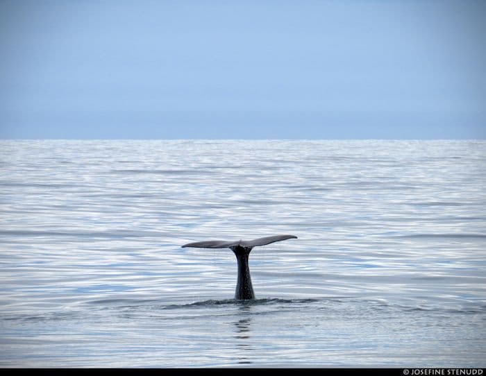 Tail fin of sperm whale