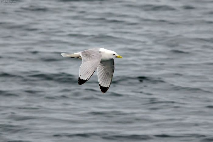 Black-legged Kittiwake (Atlantic) (Rissa t. tridactyla)