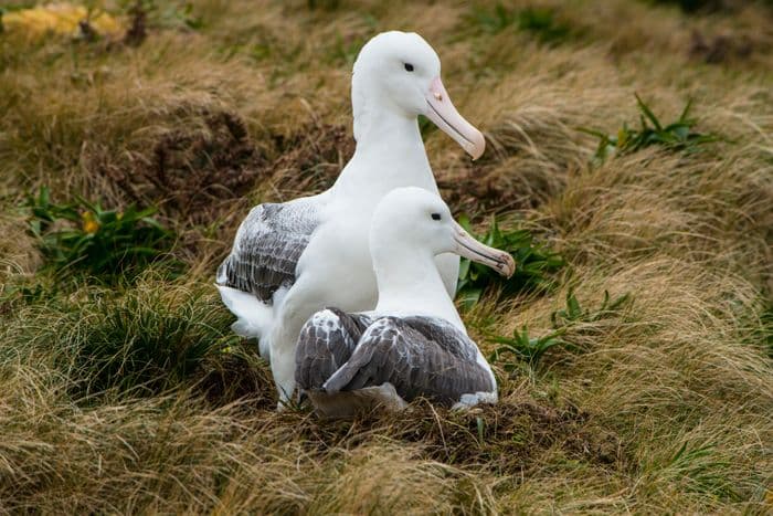 Campbell Island - Aurora Expeditions