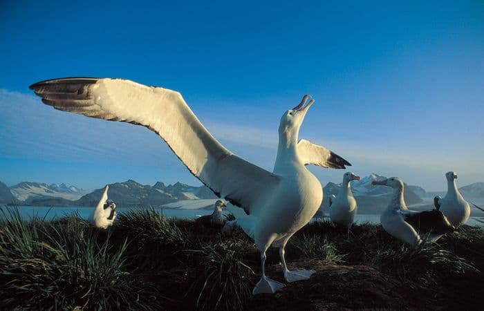 Wandering Albatross