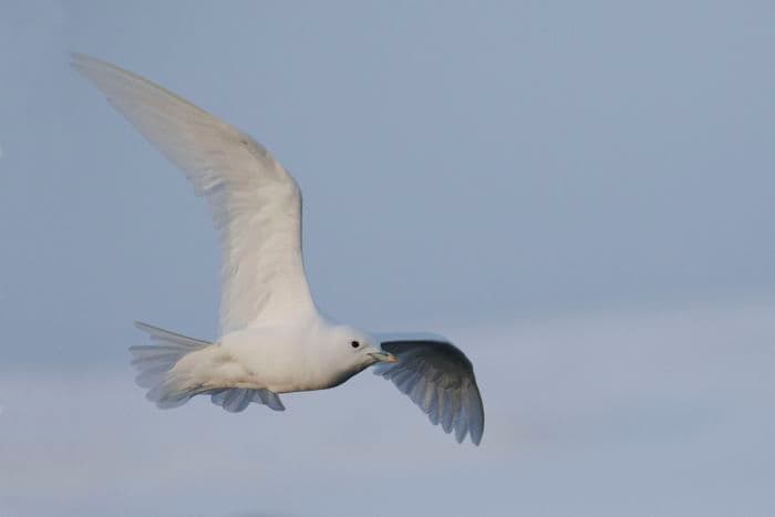 Ivory Gull, Wilczek Island, Franz Josef Land, Russia, August 2017