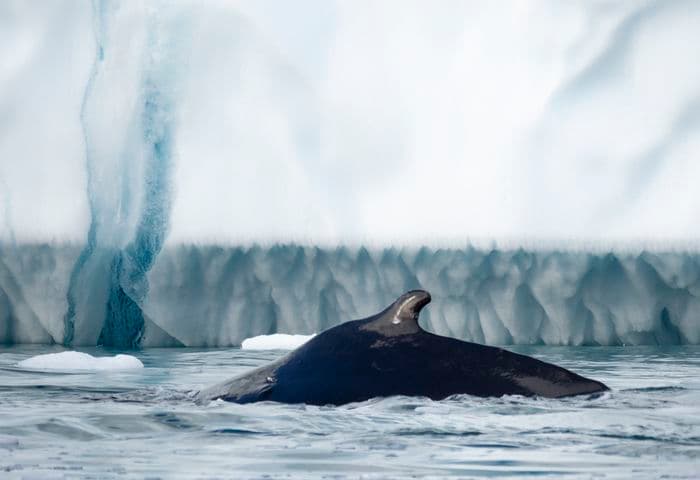 Albatros Expedition wake of Eric the red