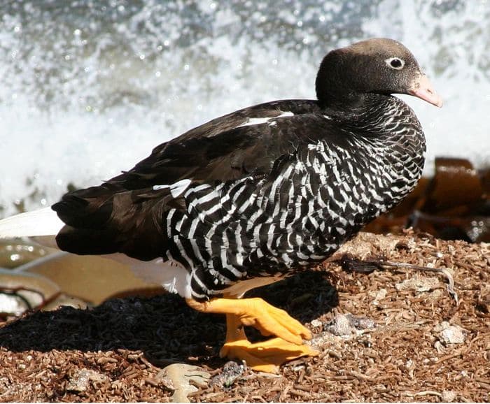 Kelp Goose