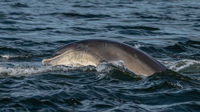 Bottlenose Dolphin