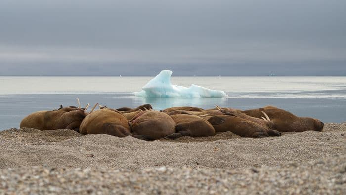 Nordaustlandet, Svalbard