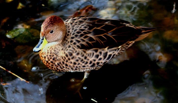 South Georgia Pintail