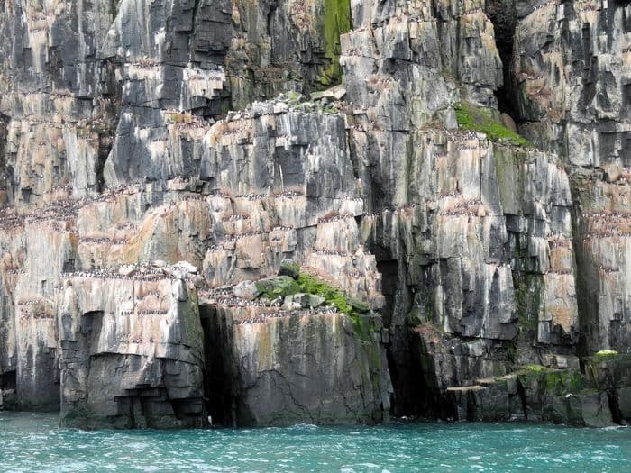 English: The bizarre basalt rocks at the western coast of Hinlopen strait host approximately 120,000 Brünnich's guillemot (Uria lomvia) who come here in summer for breeding. Very often the rocks are covered in fog providing an eery atmosphere. The air is filled with a large flock of birds. The birds noise and the smell are overwhelming