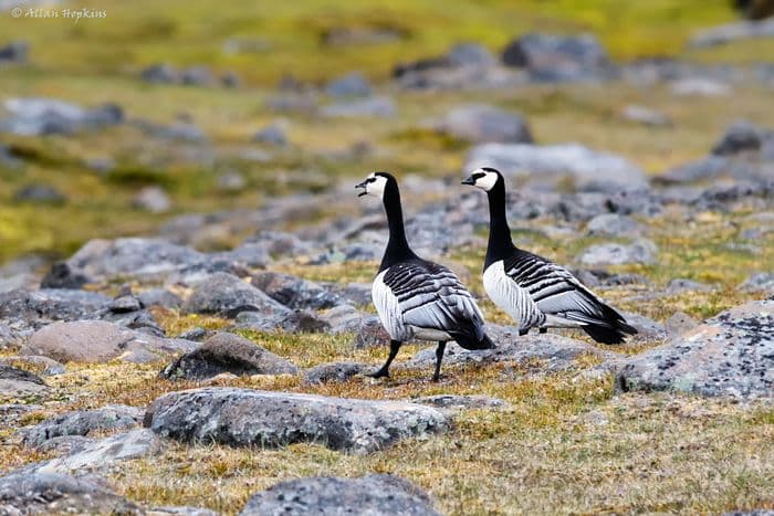 Barnacle Goose (Branta leucopsis)