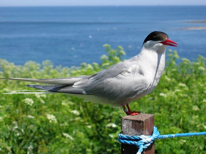 Arctic tern