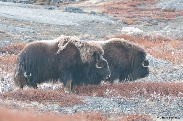 Musk Ox