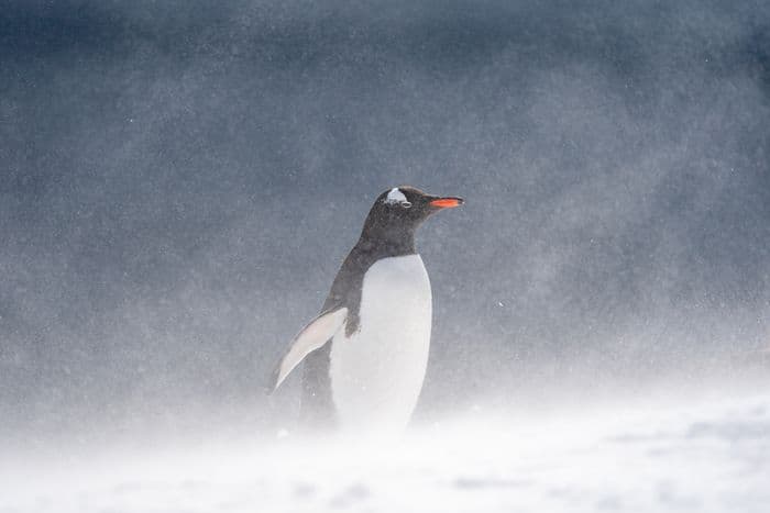 South Georgia, Falklands and Antarctica with the Sea Spirit