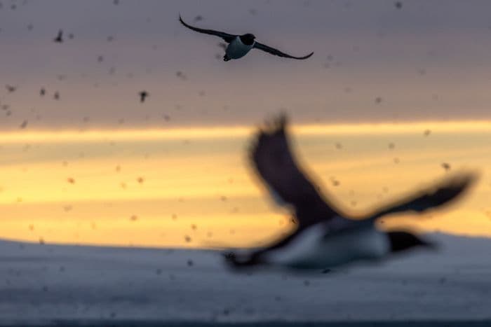 Svalbard - Sea Spirit