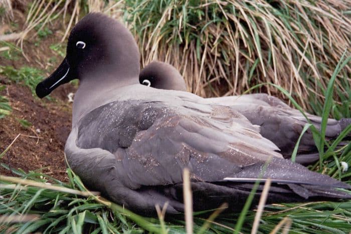 Light-mantled Sooty Albatross