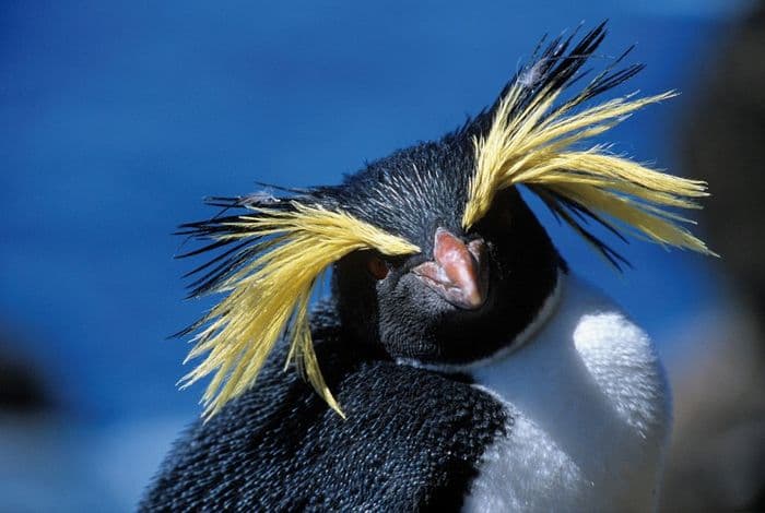 Rockhopper Penguin