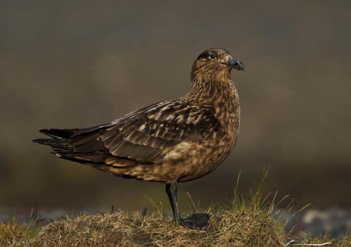 brown skua