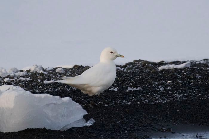 Ivory Gull, Wilczek Island, Franz Josef Land, Russia, August 2017