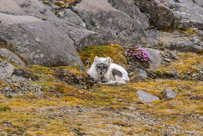 Arctic Fox (Vulpes lagopus)