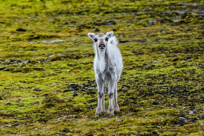 Svalbard Reindeer (Rangifer tarandus platyrhynchus) calf