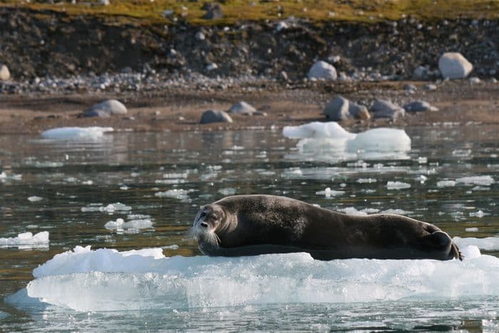 Krossfjorden Spitsbergen