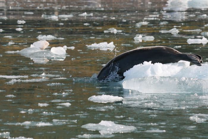 Krossfjorden Spitsbergen