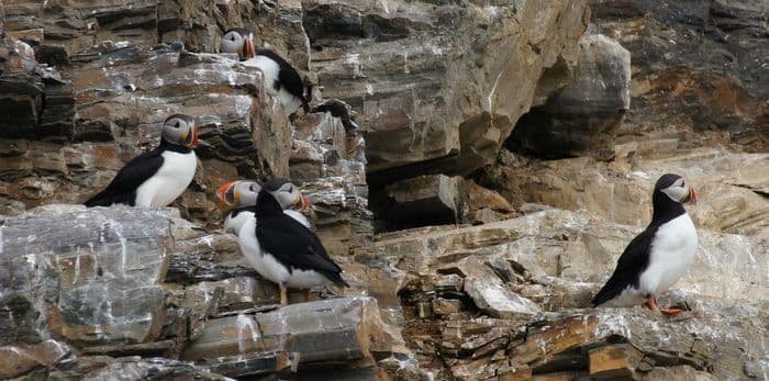 Puffins